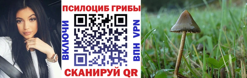 купить наркотик  Лесосибирск  Галлюциногенные грибы Psilocybe 